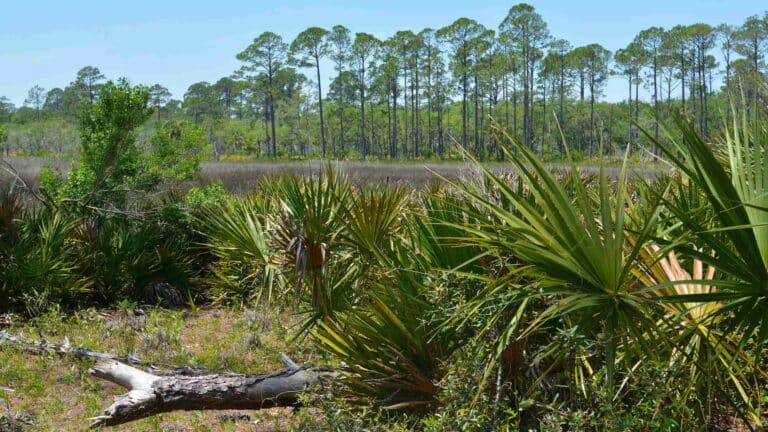 Hiking Trails